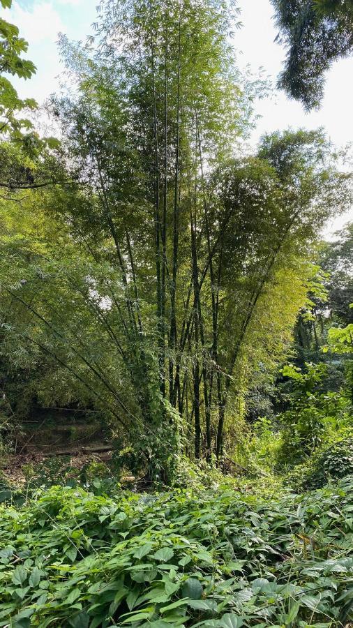 Green Queendom Farm And Lodging Oracabessa Exteriér fotografie